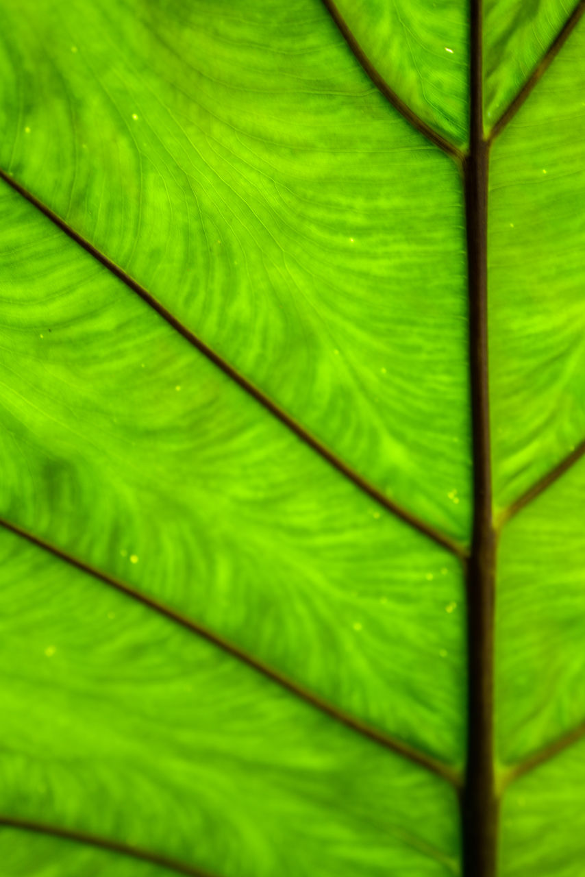 leaf, plant part, green, close-up, leaf vein, plant, full frame, backgrounds, growth, no people, nature, pattern, beauty in nature, flower, plant stem, palm tree, freshness, palm leaf, textured, day, outdoors, tree, botany, fragility, tropical climate, banana leaf, macro, environment, macro photography, leaves, yellow, lush foliage