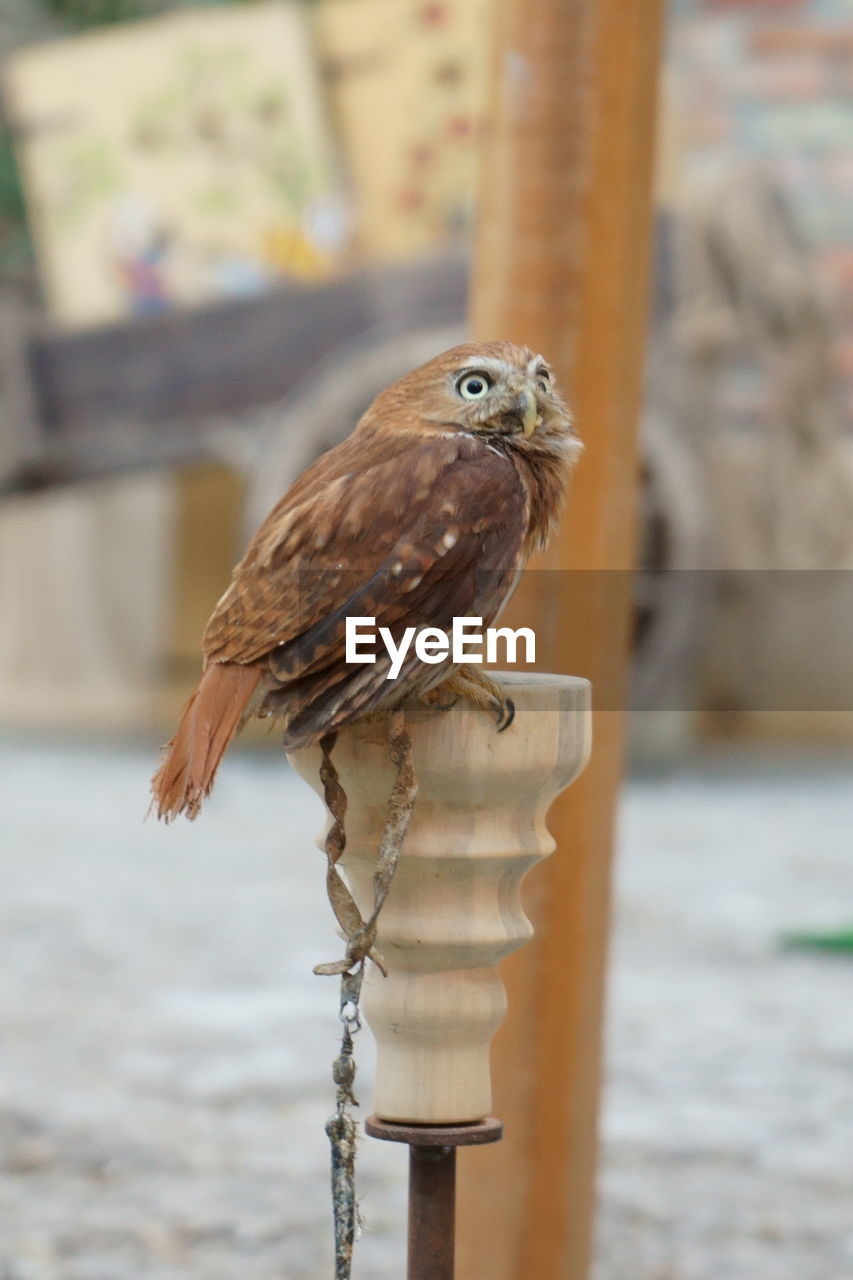 Close-up of bird perching on wooden post