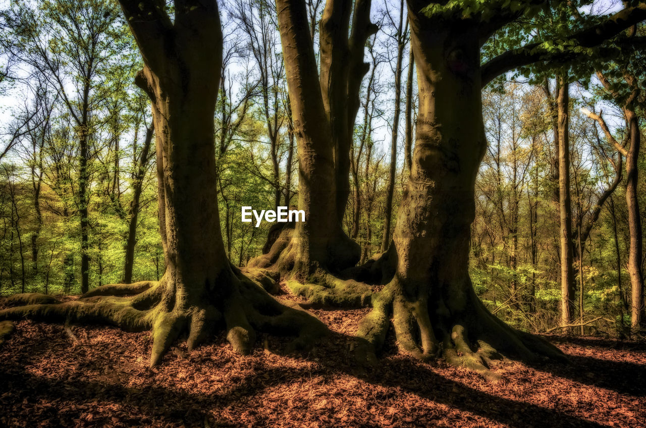 Trees in forest standing together in the early spring sun