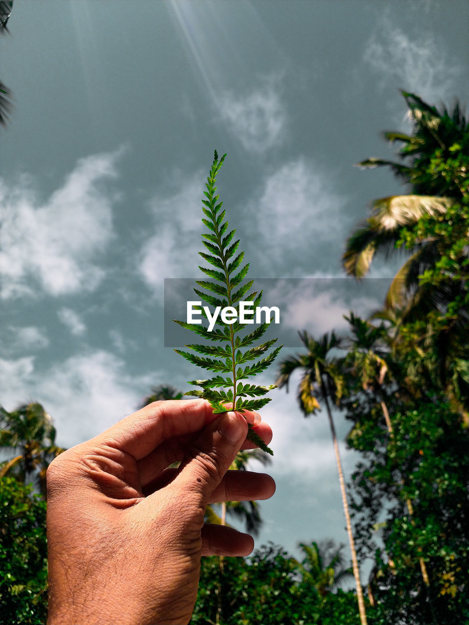 CROPPED IMAGE OF PERSON HOLDING PLANT AGAINST TREE