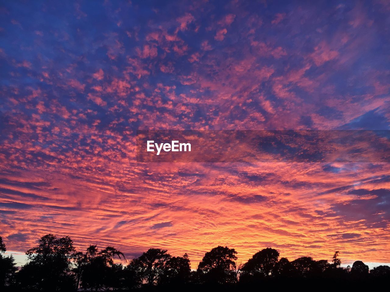 Low angle view of silhouette trees against sky at sunset