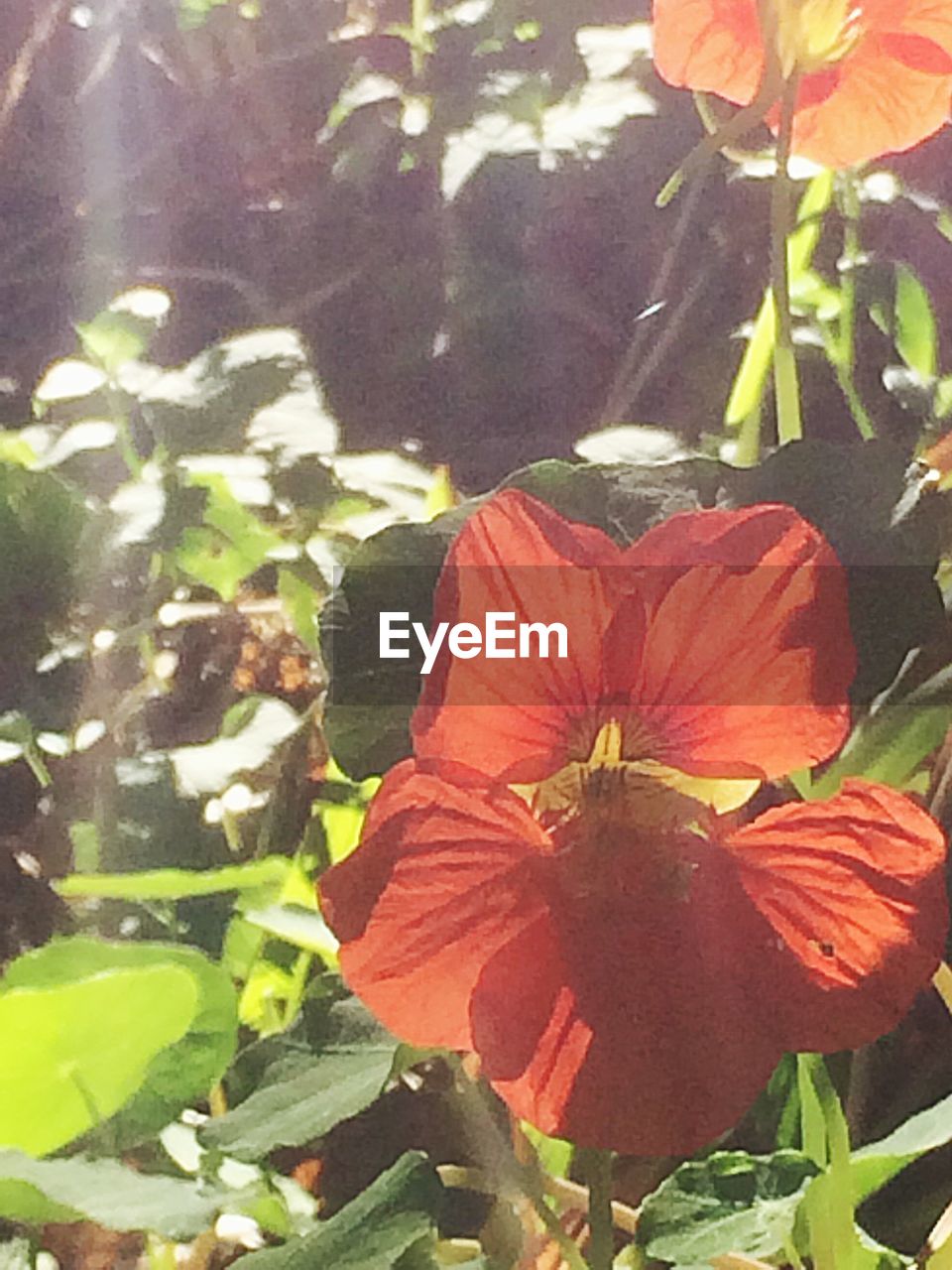 CLOSE-UP OF RED FLOWERS