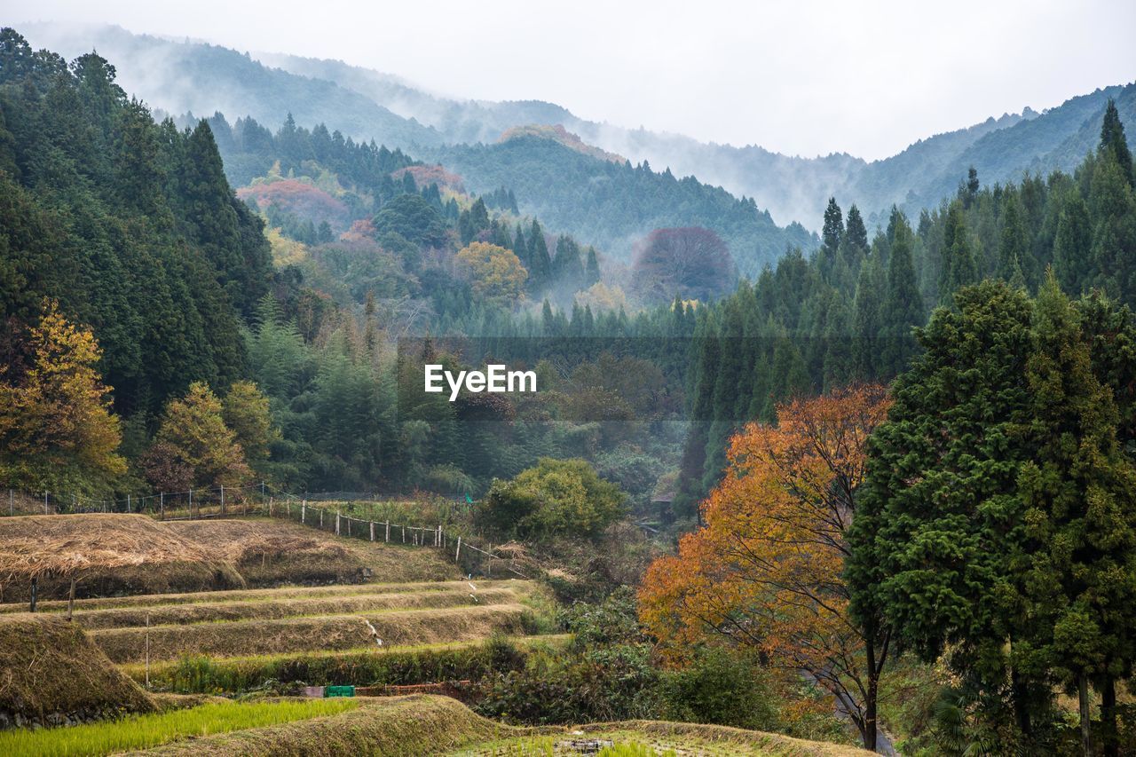 Scenic view of forest against sky during autumn