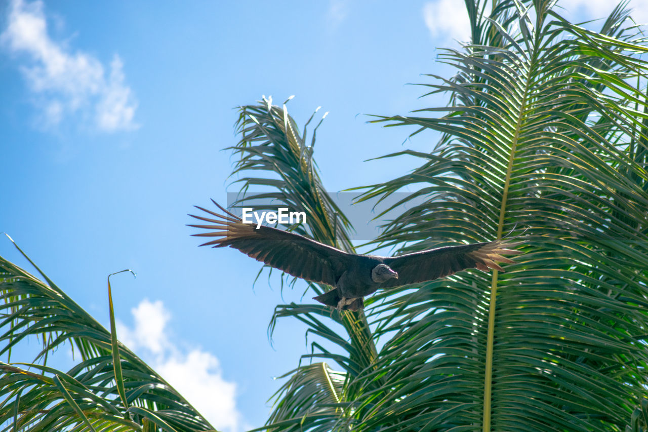 LOW ANGLE VIEW OF PALM TREE