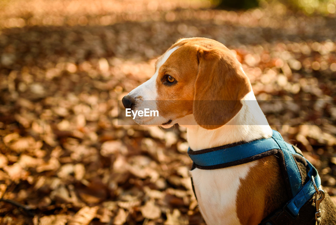 The beagle dog in sunny autumn forest. alerted hound portrait. listening to the woods sounds.