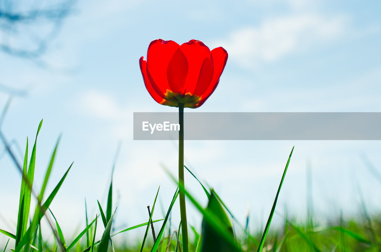 CLOSE-UP OF RED POPPY FLOWERS