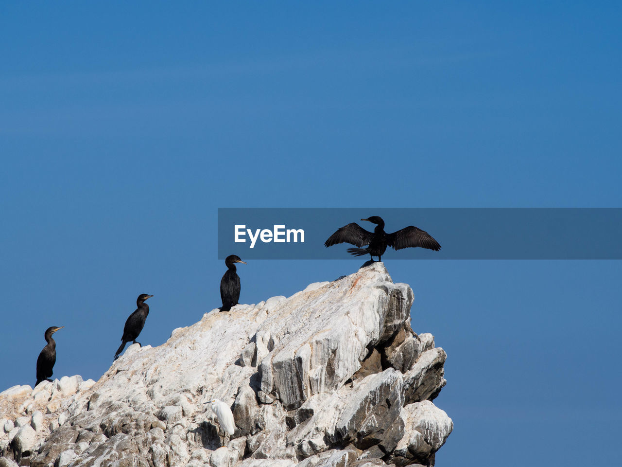 Low angle view of cormorants on rock against clear blue sky