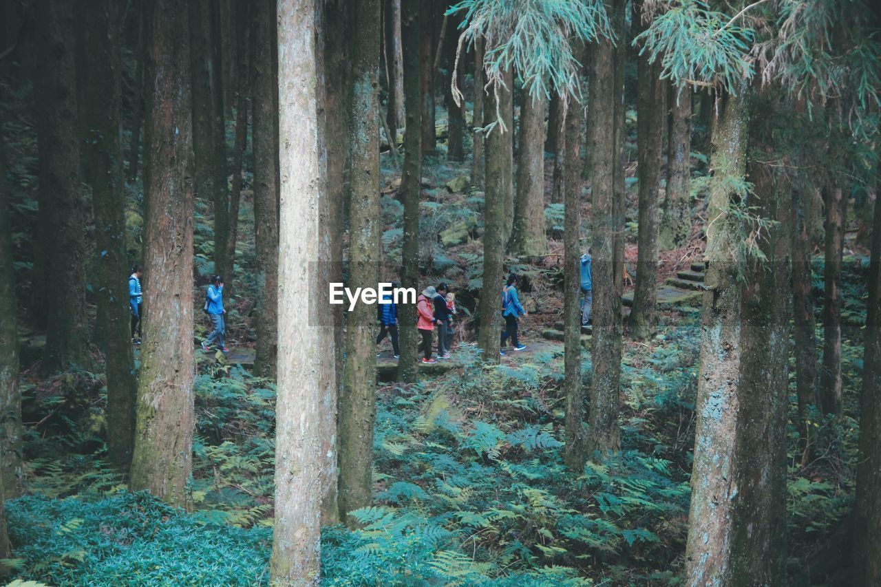 Group of people walking in forest