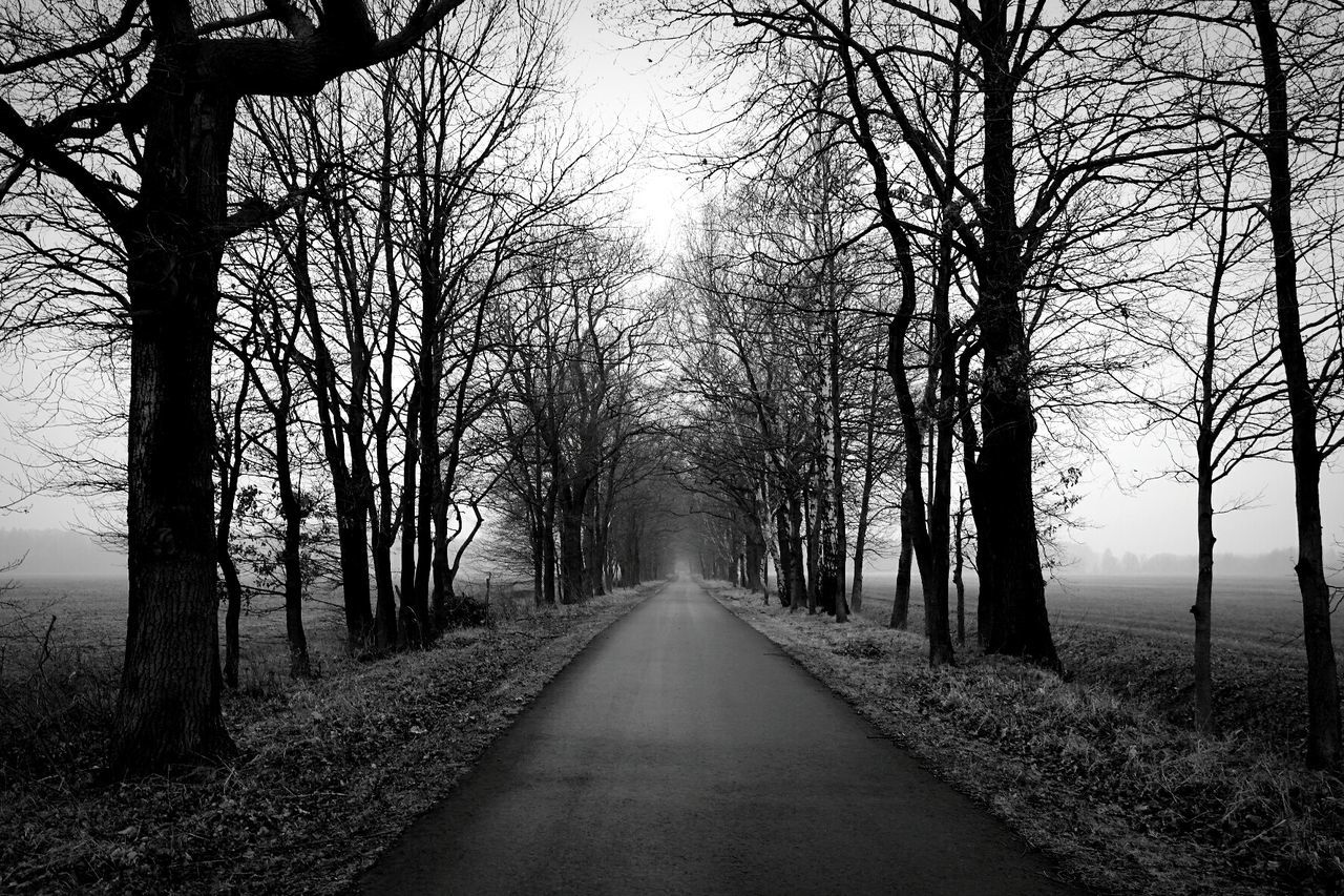 Road passing through bare trees in foggy weather