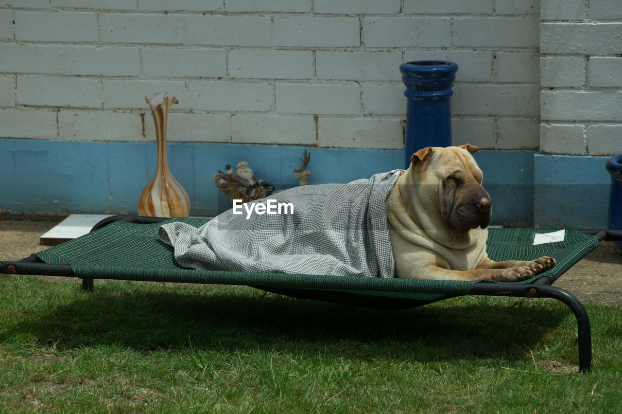 Side view of dog relaxing on cot over grass