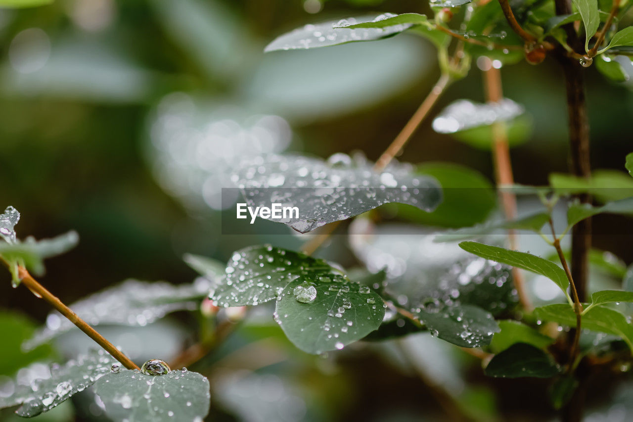 plant, water, drop, nature, leaf, wet, plant part, branch, dew, moisture, green, macro photography, close-up, flower, beauty in nature, growth, environment, freshness, no people, rain, shrub, outdoors, selective focus, blossom, day, tree, food and drink, frost, winter, focus on foreground, food, raindrop, tranquility, fragility, flowering plant, summer, social issues