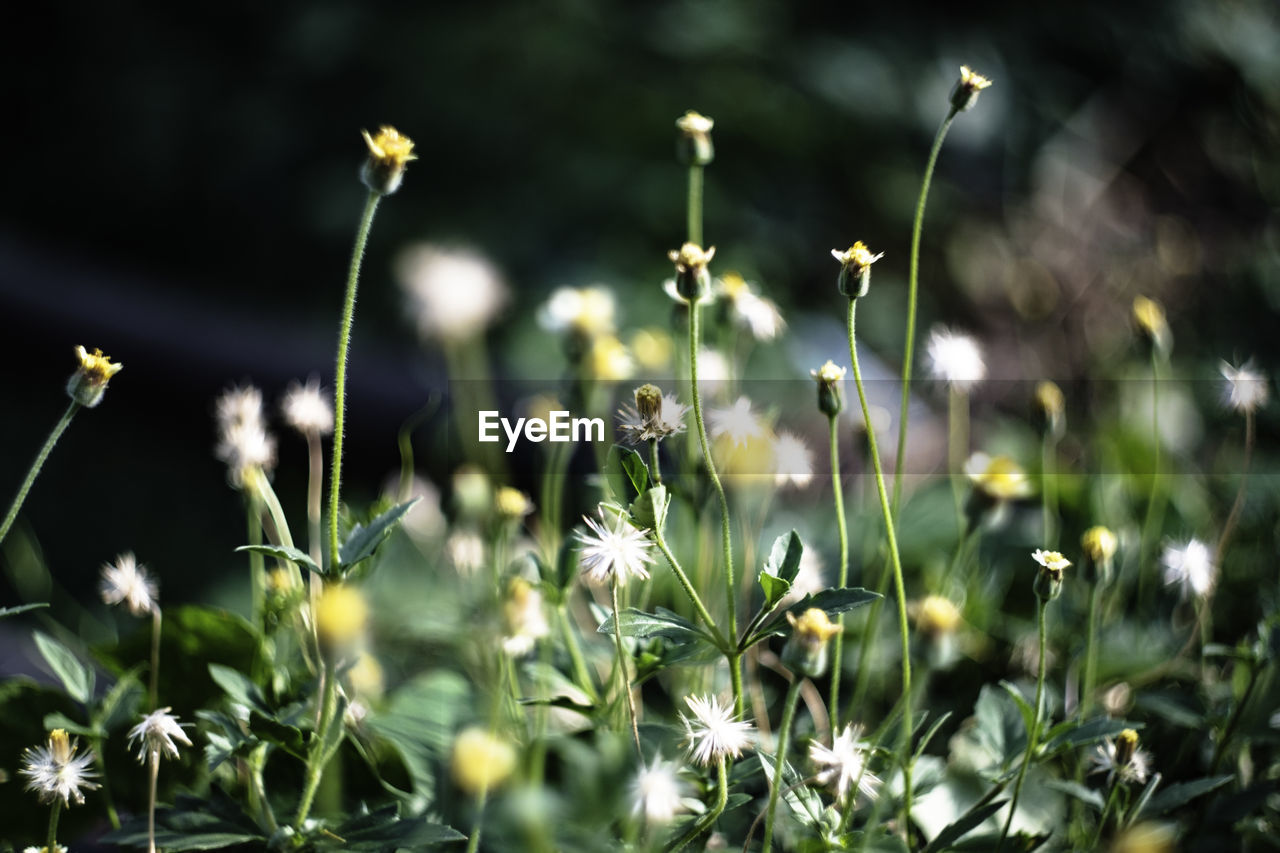 Close-up of white flowering plants on field