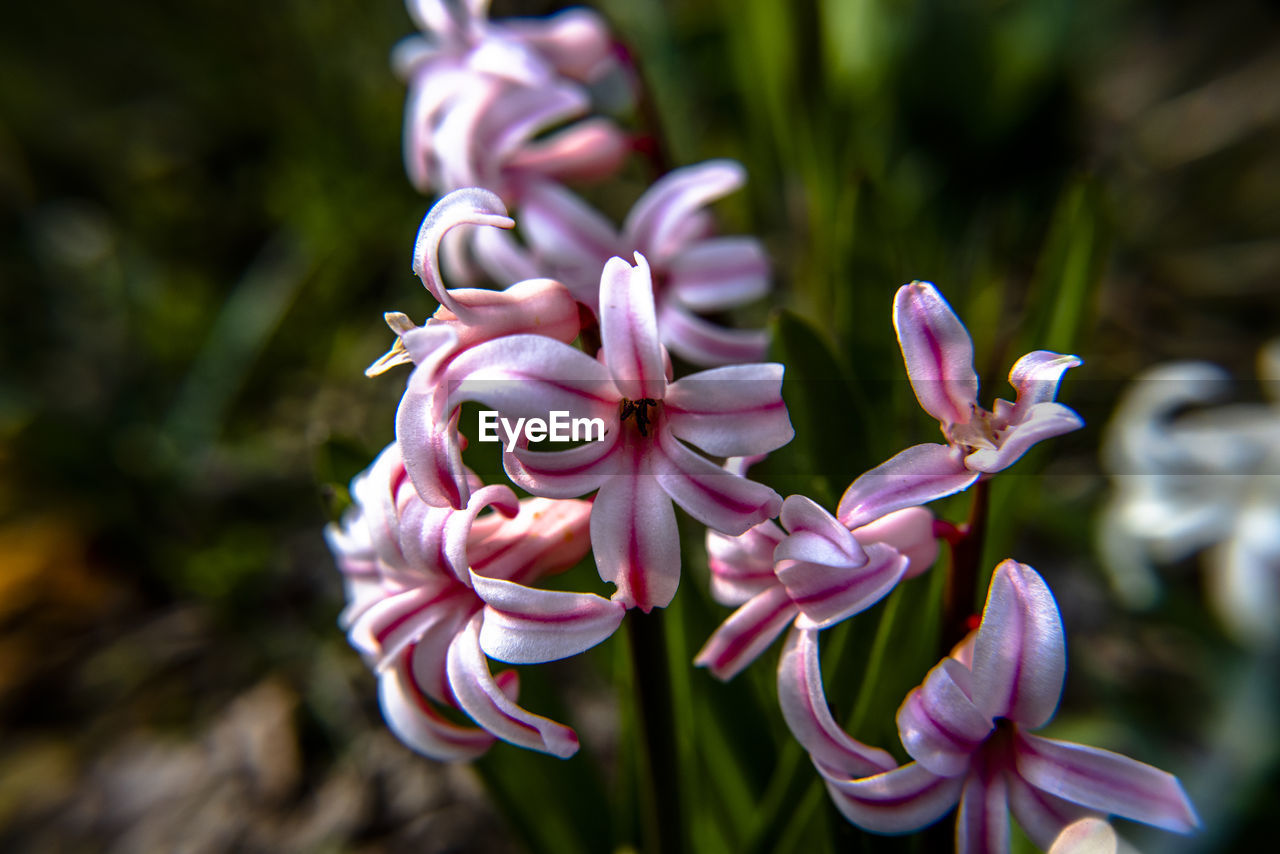 CLOSE-UP OF PURPLE FLOWERING PLANTS