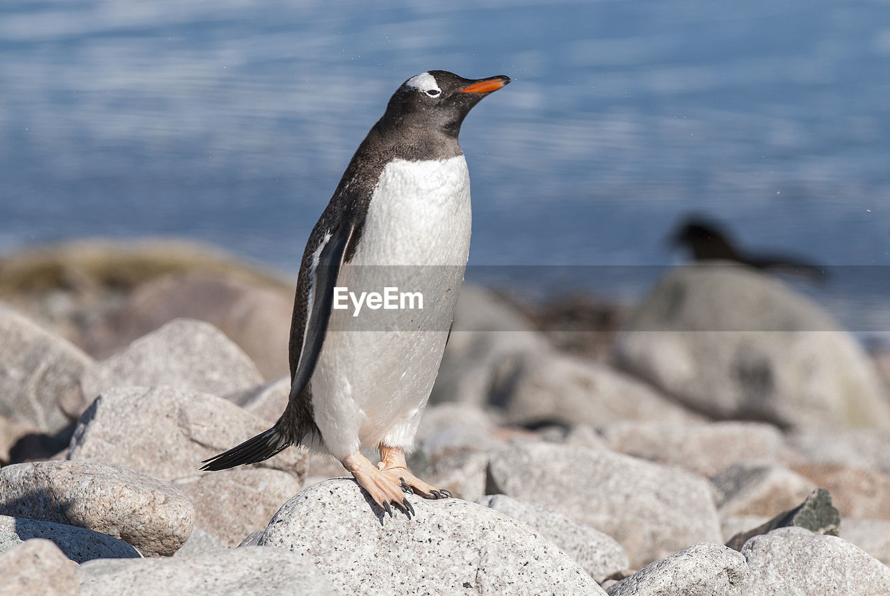 close-up of penguin on rock