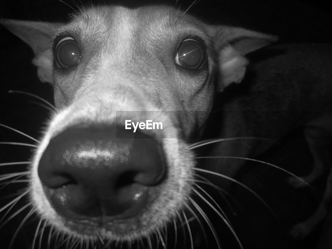 Extreme close-up of dog