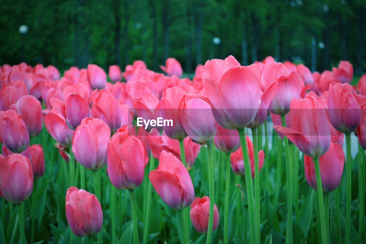 Close-up of pink tulips blooming outdoors