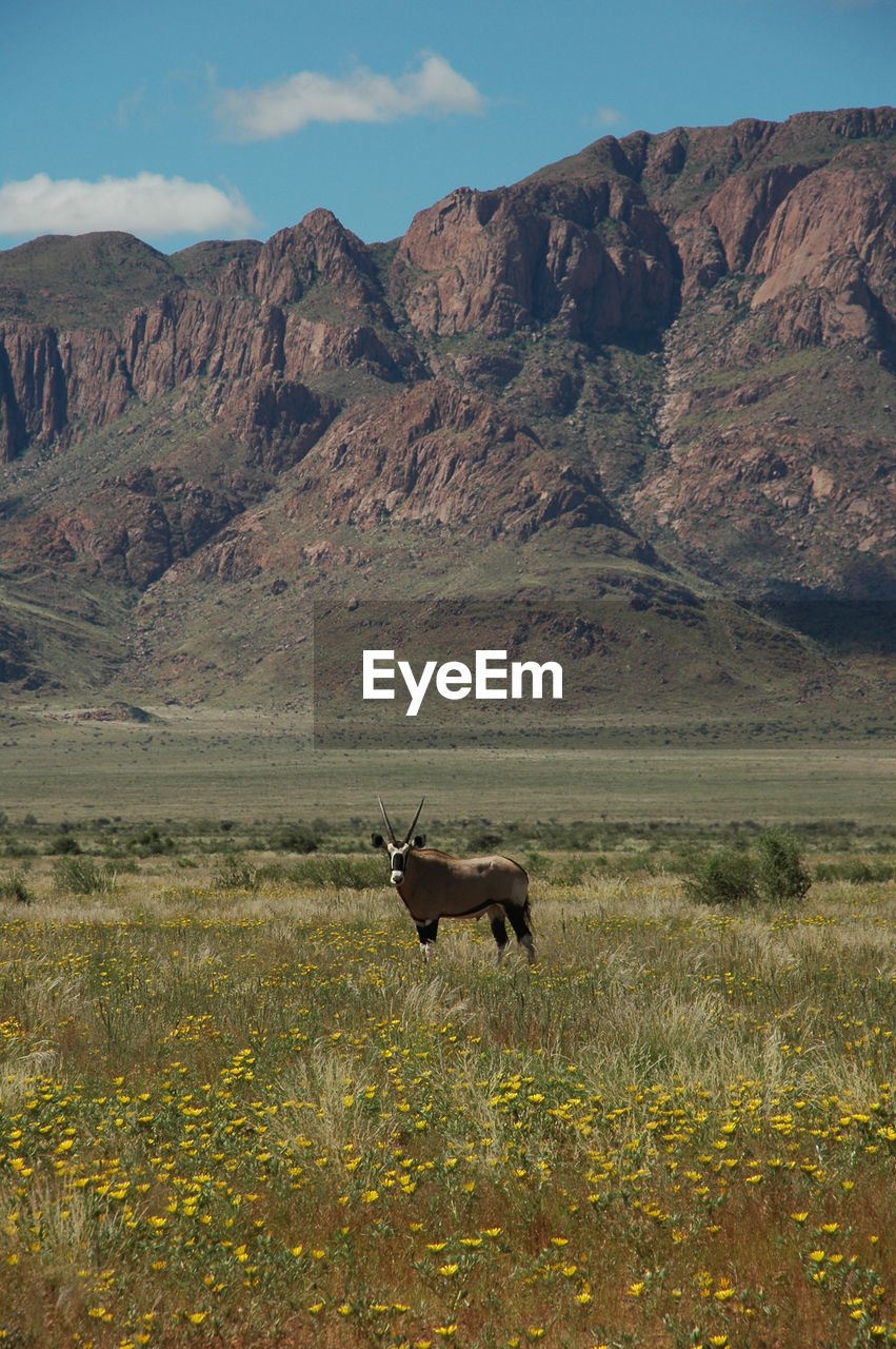 Oryx on field against rocky mountains