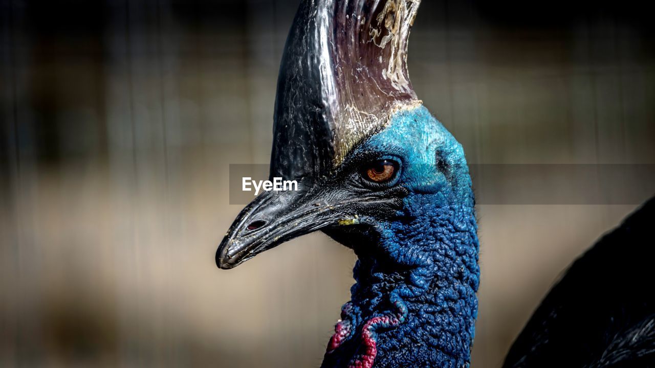 CLOSE-UP OF A PARROT