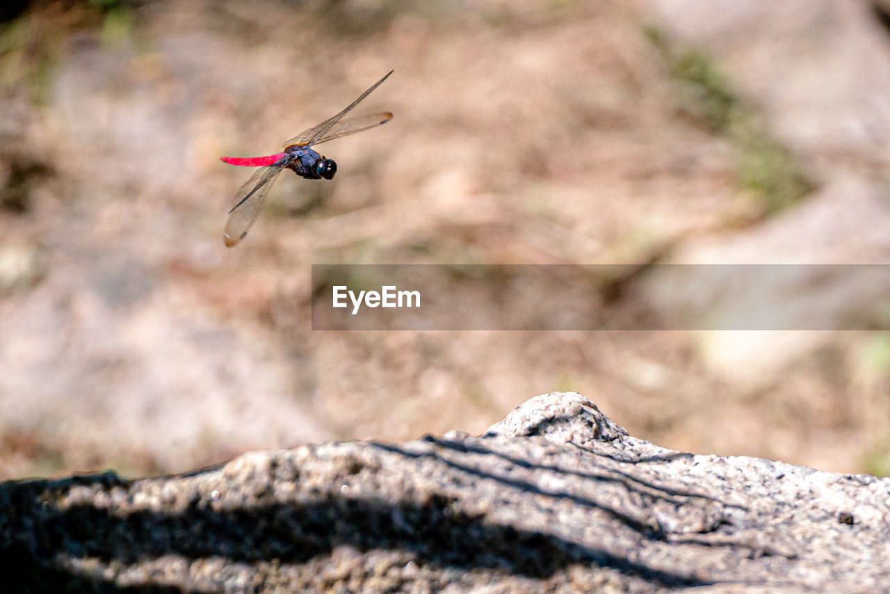 CLOSE-UP OF INSECT FLYING IN A ROCK