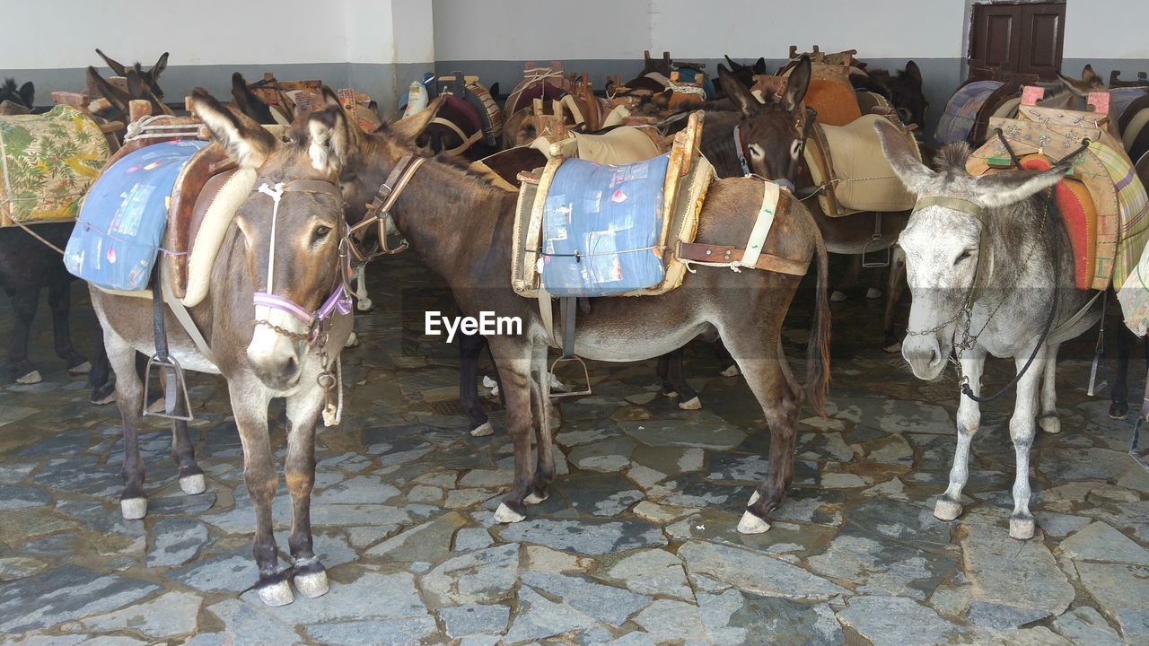 HORSES STANDING IN STABLE