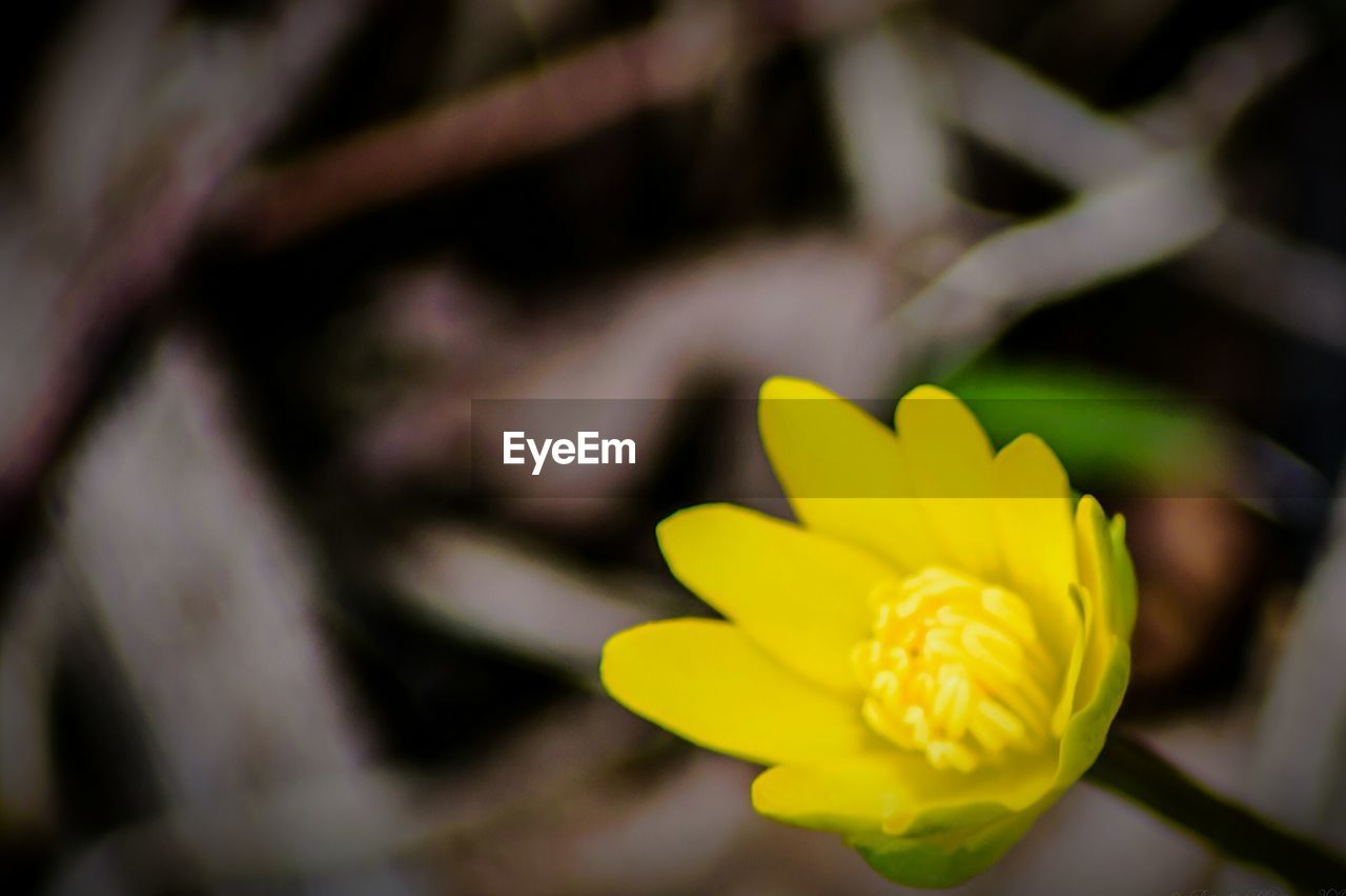 CLOSE-UP OF YELLOW FLOWER