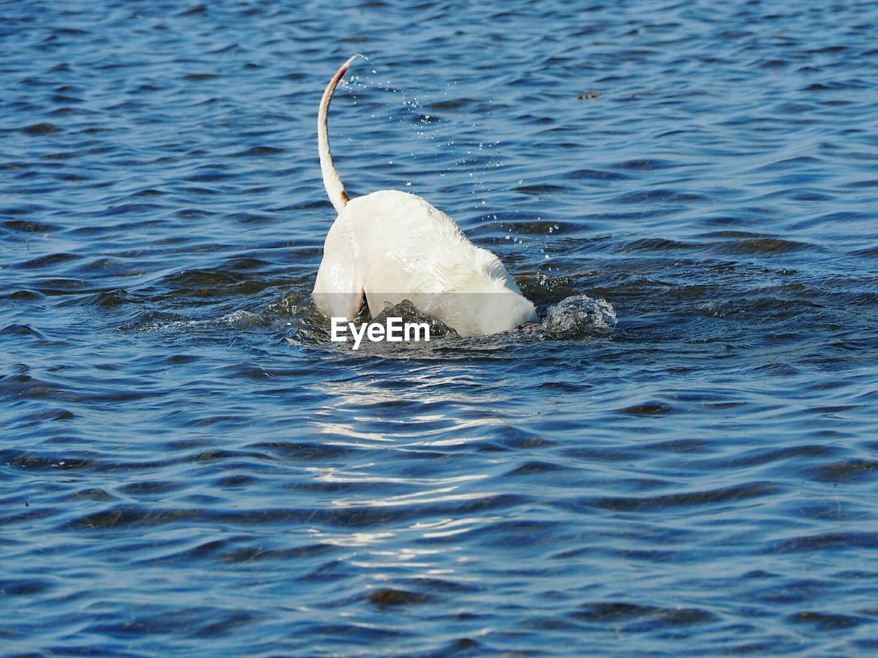 Dog in lake
