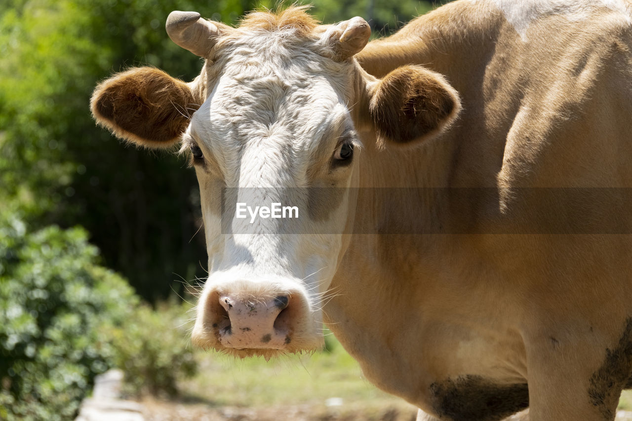 CLOSE-UP PORTRAIT OF A COW