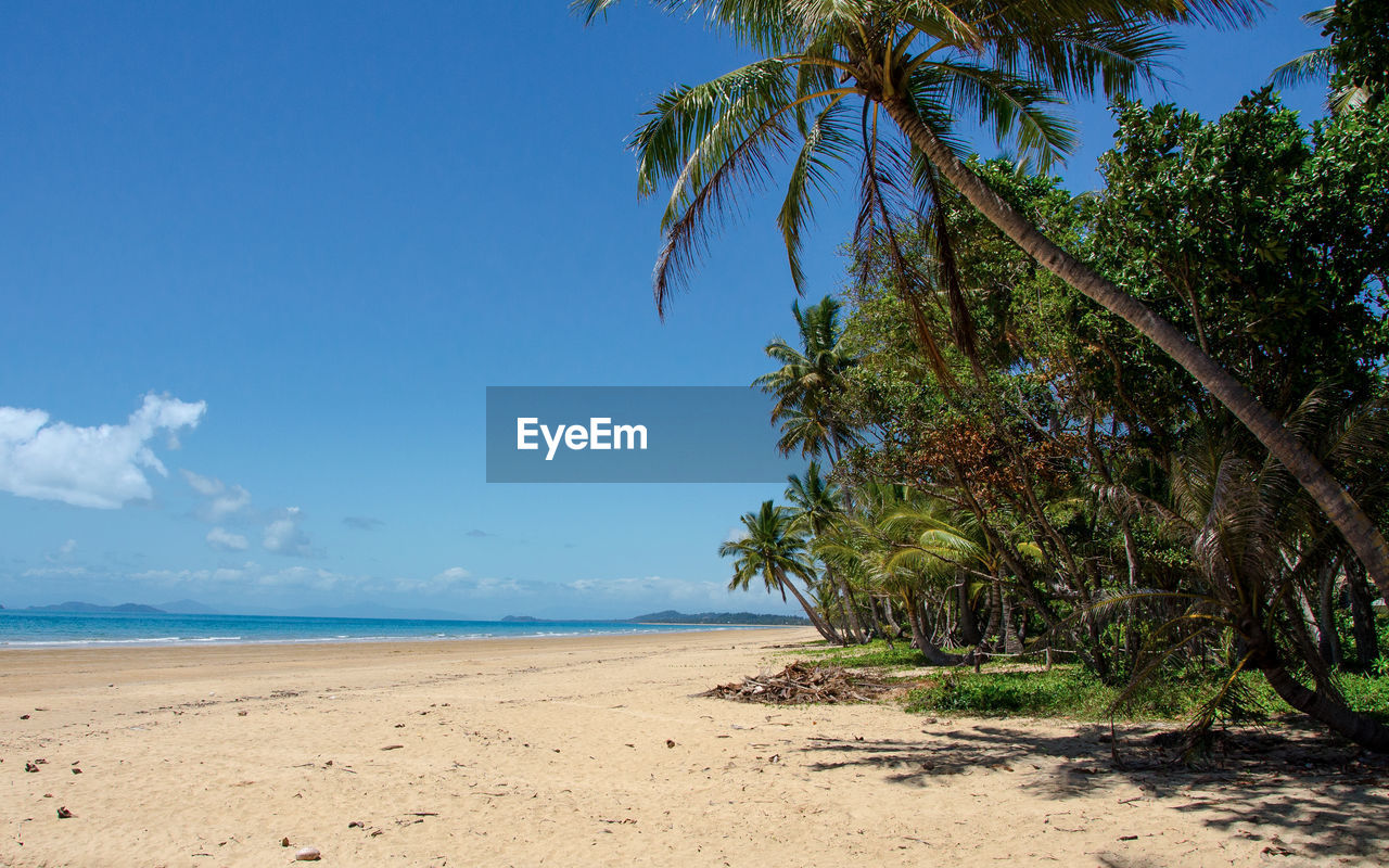 TREES ON BEACH AGAINST BLUE SKY