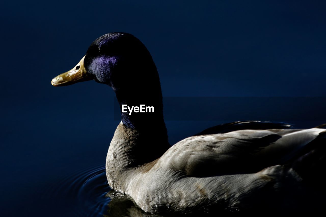 Close-up of duck swimming in lake