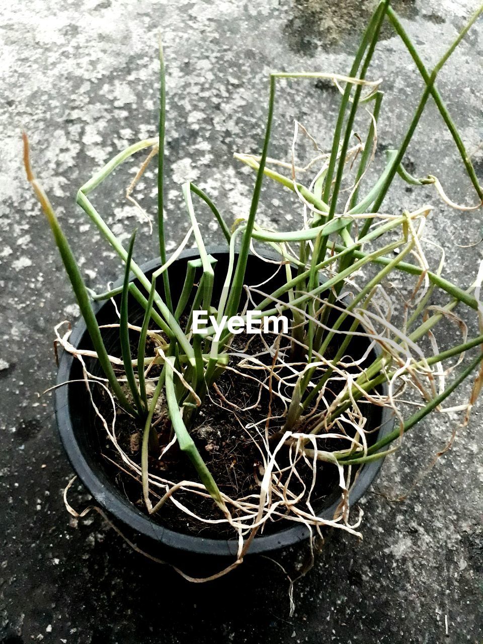 HIGH ANGLE VIEW OF PLANT GROWING IN WATER