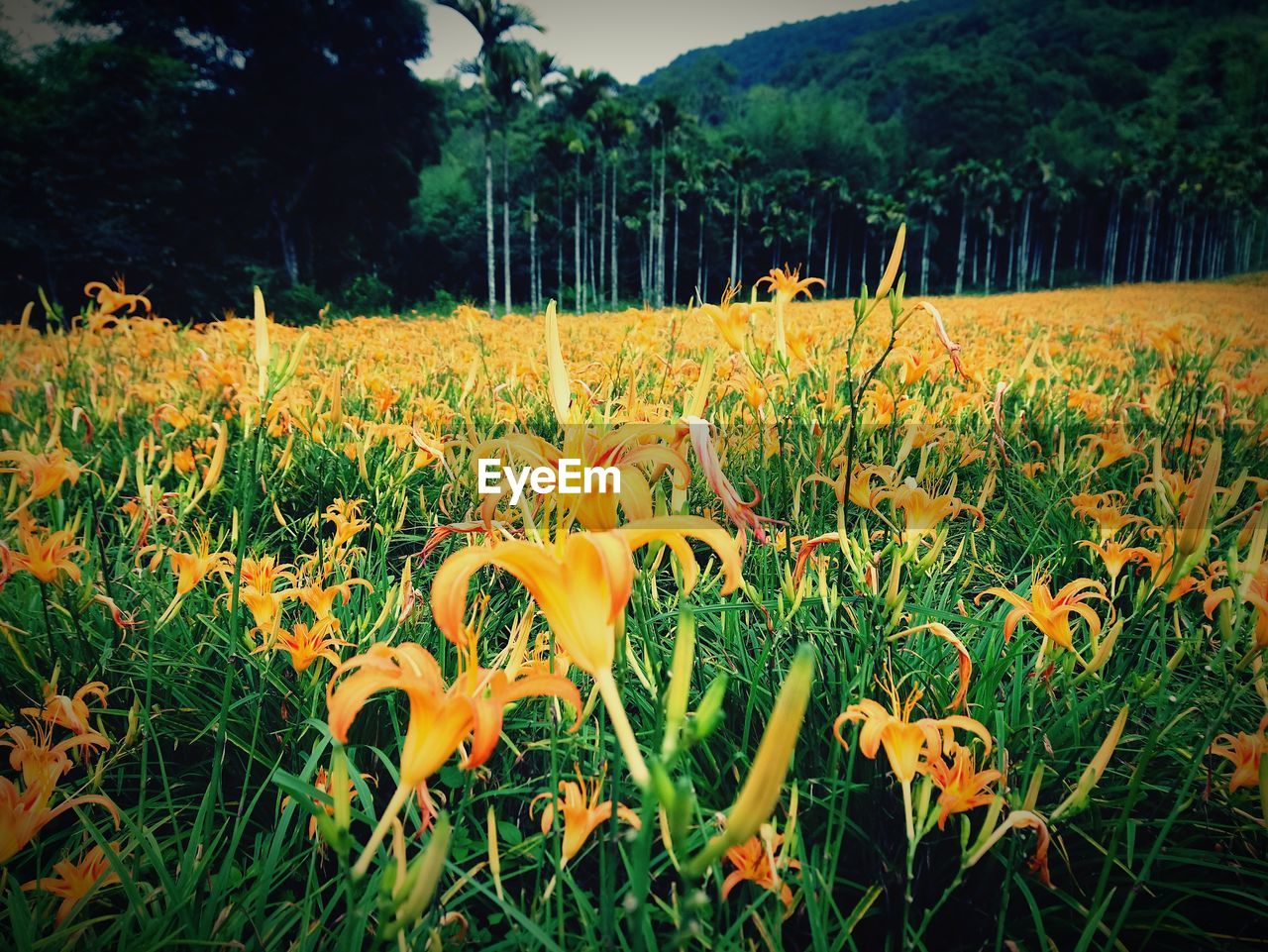 CLOSE-UP OF YELLOW FLOWERING PLANTS ON FIELD