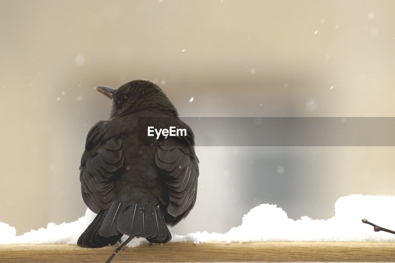 Close-up of bird perching on snow covered railing