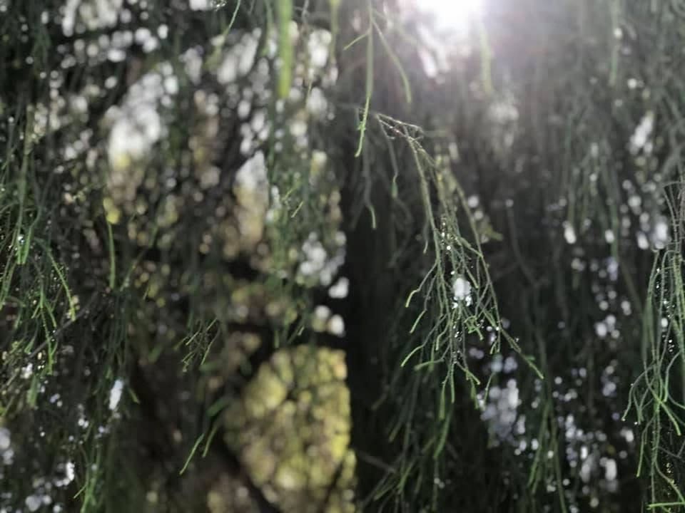 plant, tree, nature, forest, sunlight, growth, branch, beauty in nature, land, no people, green, day, natural environment, tranquility, lens flare, focus on foreground, sunbeam, leaf, outdoors, woodland, grass, flower, sun, coniferous tree, wet, close-up, environment, selective focus, pinaceae, freshness, pine tree, drop, non-urban scene, fragility