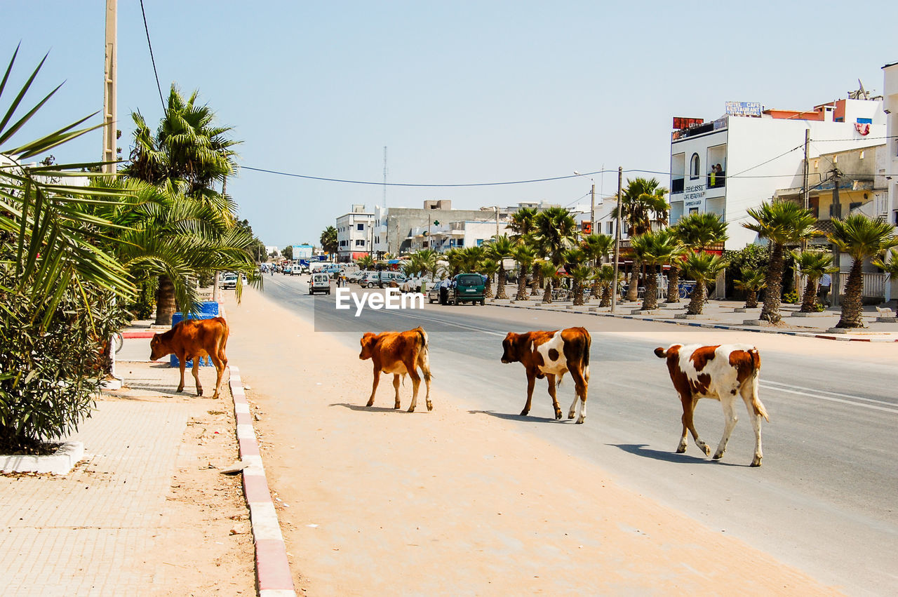 Cows walking on road by buildings