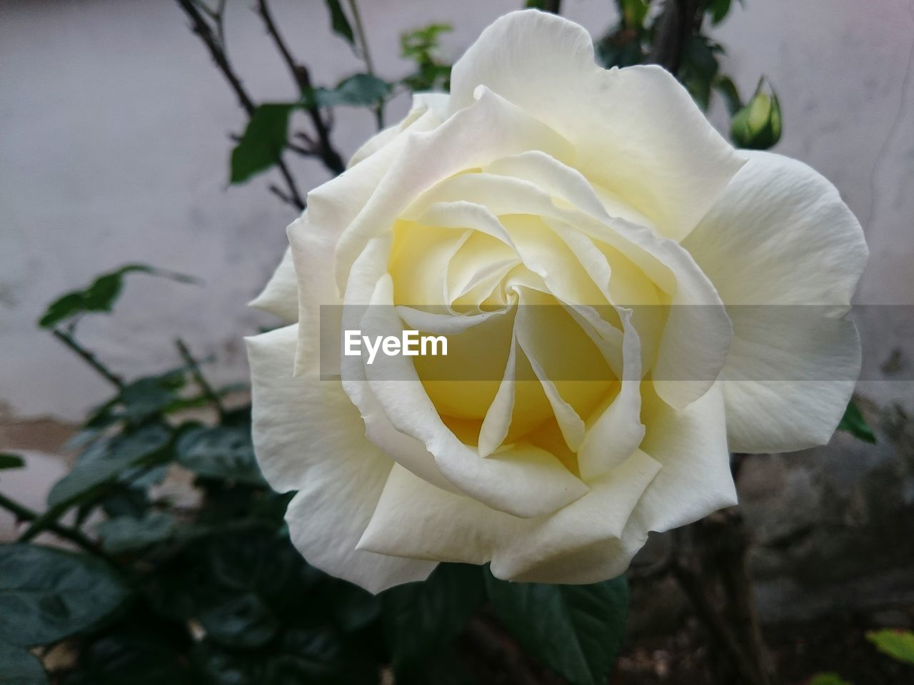 Close-up of white rose blooming outdoors