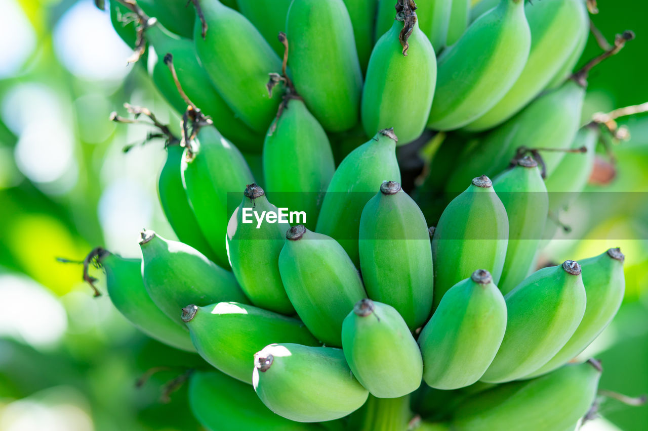 Fresh green banana on tree