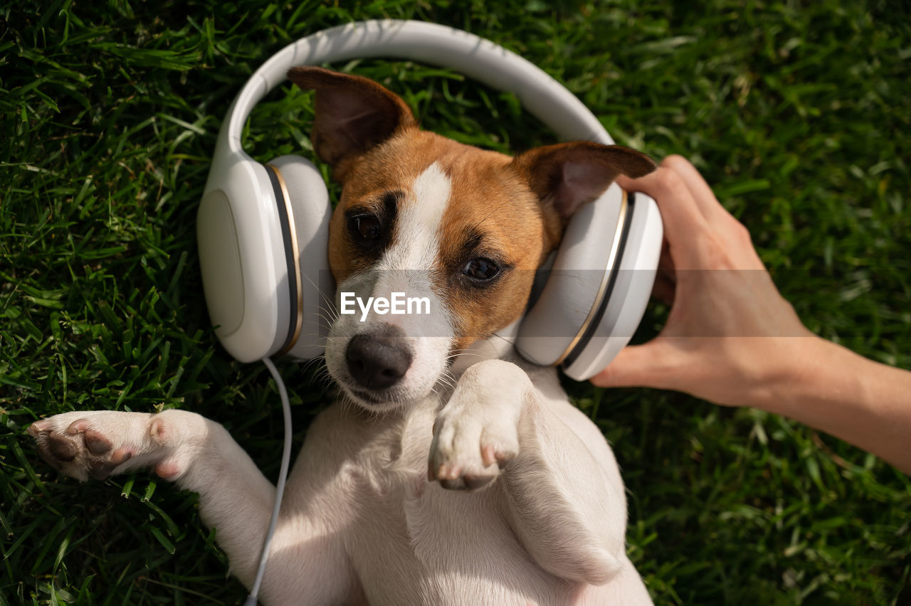 Directly above shot of dog with headphones