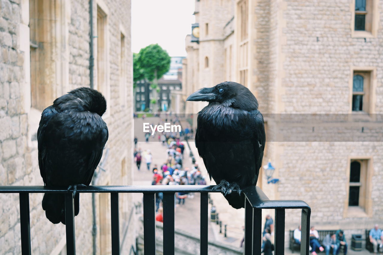 Ravens perching on railing at tower of london