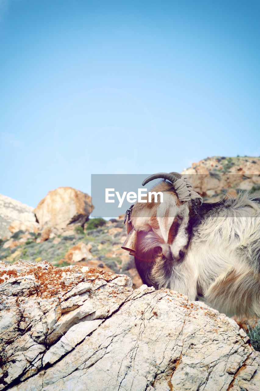 VIEW OF A DOG ON ROCK AGAINST SKY