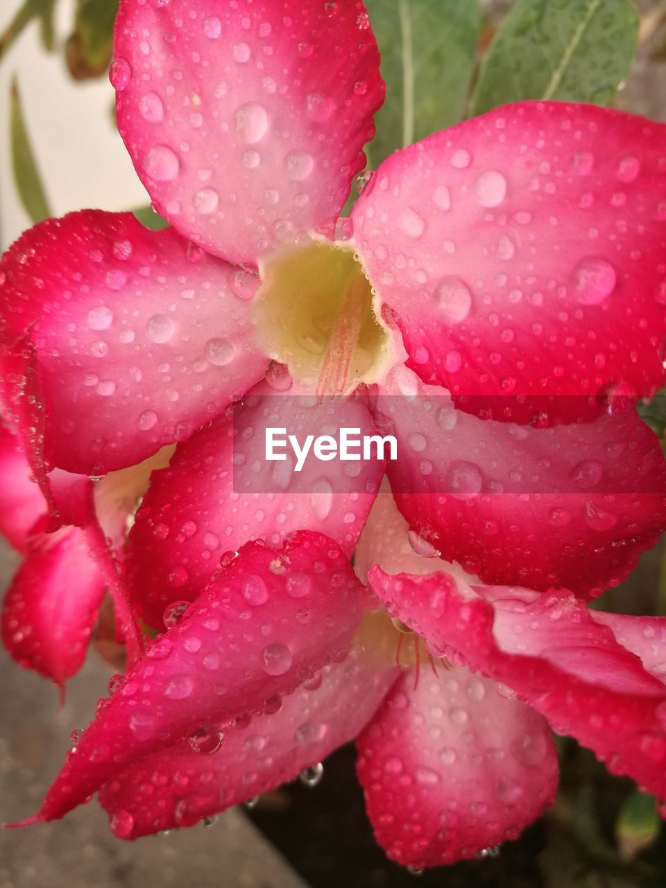 CLOSE-UP OF RAINDROPS ON PINK FLOWER