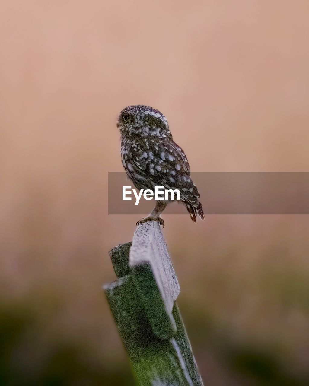 animal themes, animal, animal wildlife, close-up, nature, one animal, bird, wildlife, macro photography, green, focus on foreground, perching, no people, wood, outdoors, plant, day, beauty in nature, branch, selective focus, full length, beak, tree, copy space