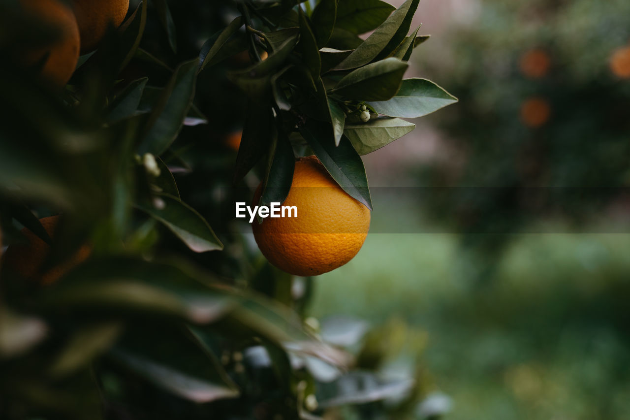 Fresh oranges in the tree