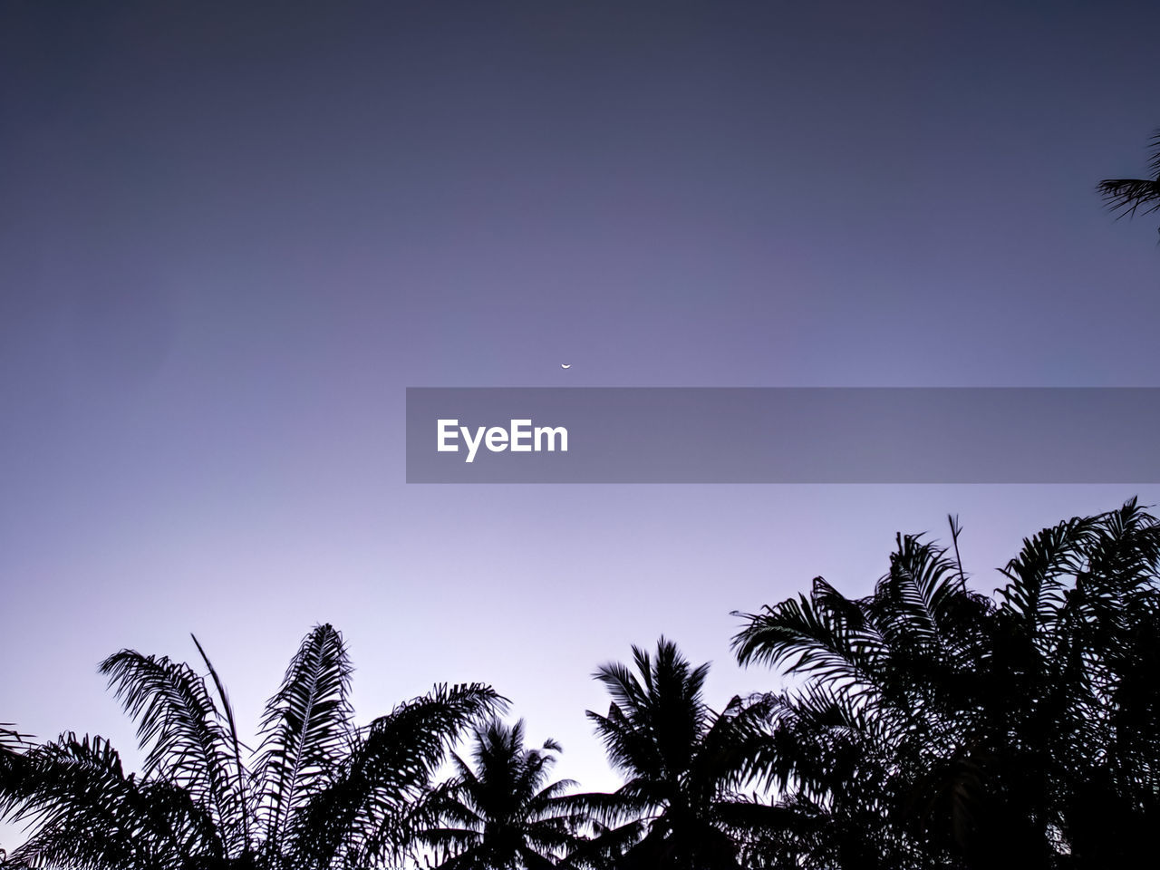 LOW ANGLE VIEW OF COCONUT PALM TREES AGAINST CLEAR BLUE SKY