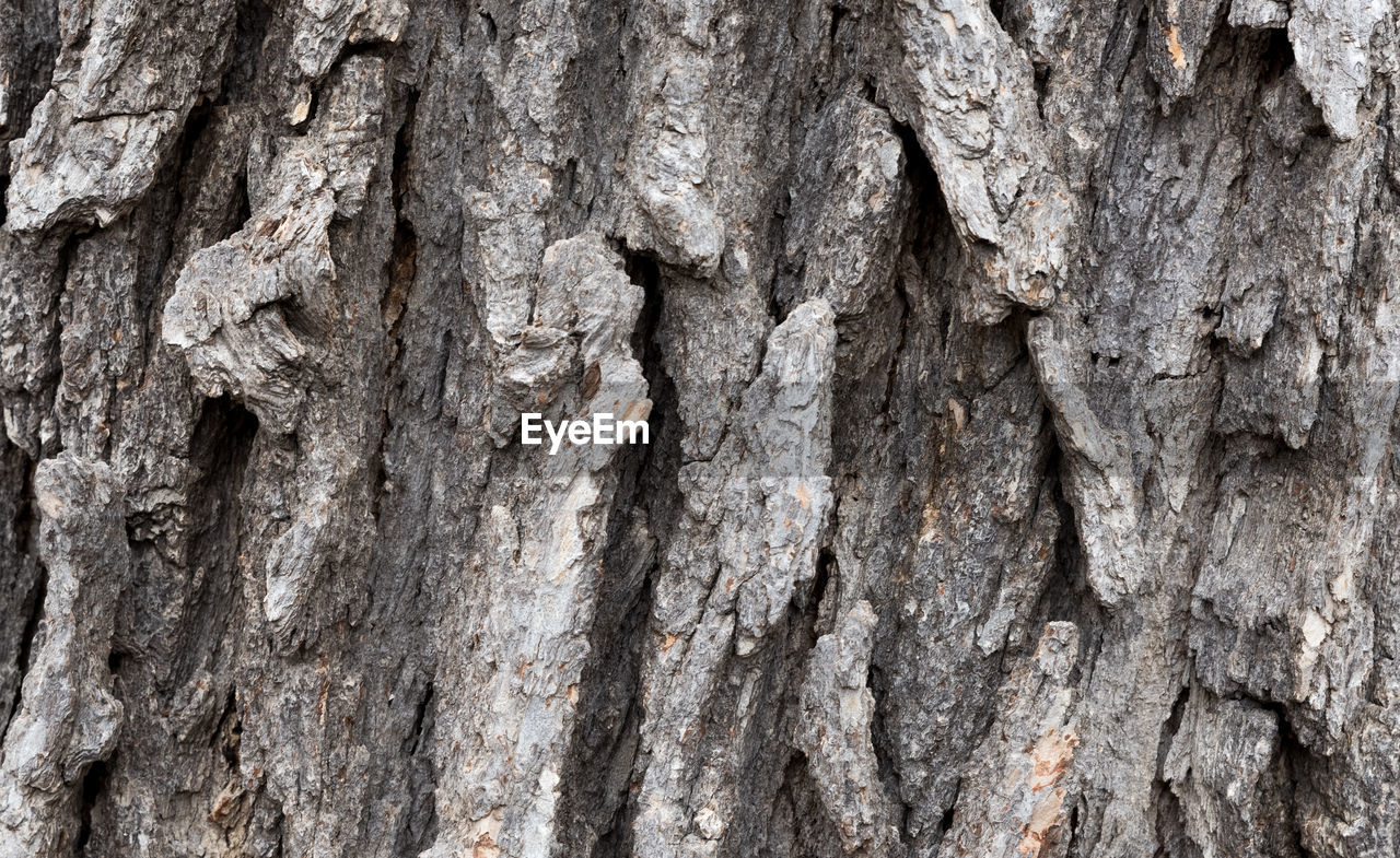 FULL FRAME OF TREE TRUNK