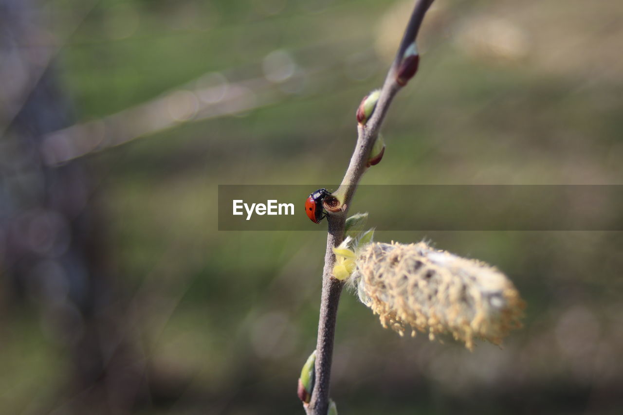 Close-up of ladybug on plant