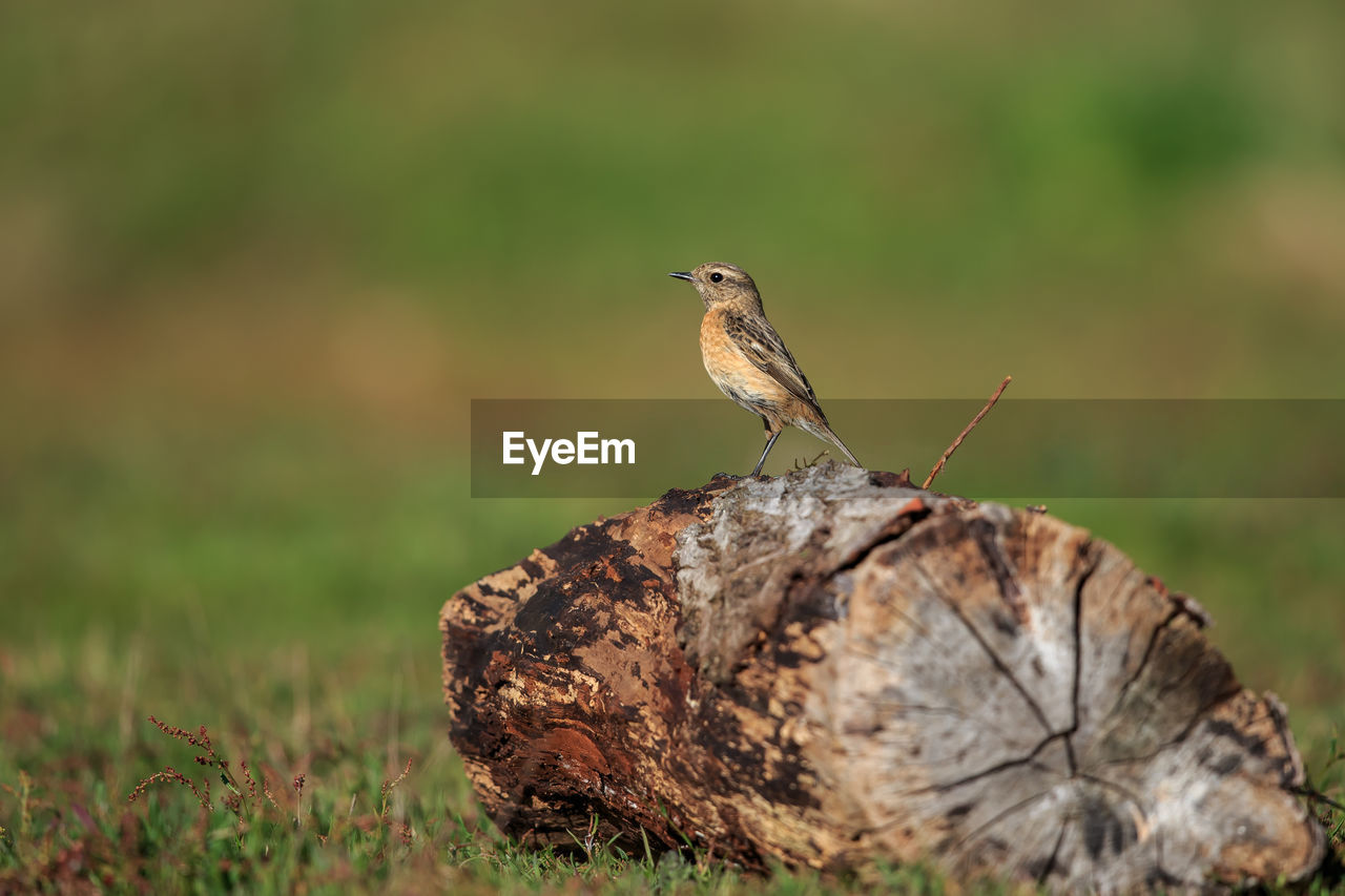 CLOSE-UP OF A BIRD PERCHING ON A WOOD