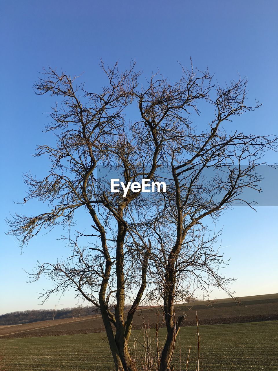 LOW ANGLE VIEW OF TREES AGAINST SKY