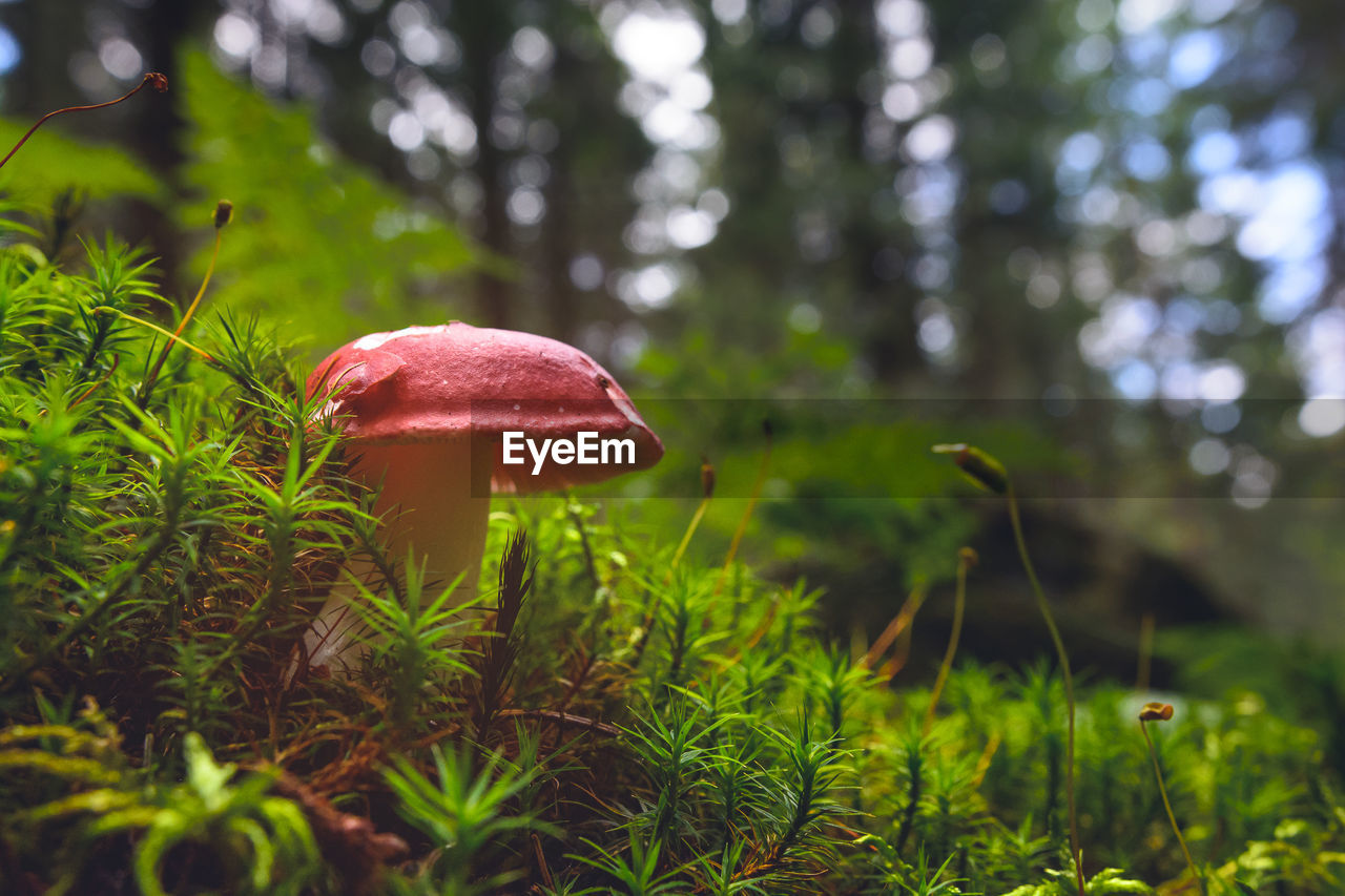 Close-up of fly agaric mushroom