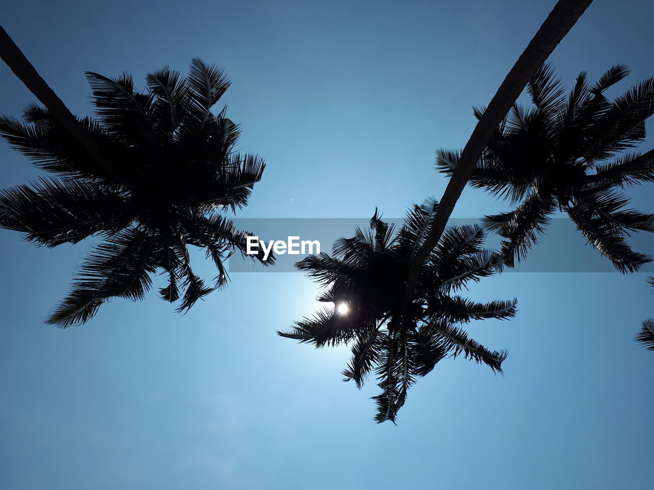 LOW ANGLE VIEW OF SILHOUETTE TREE AGAINST CLEAR SKY