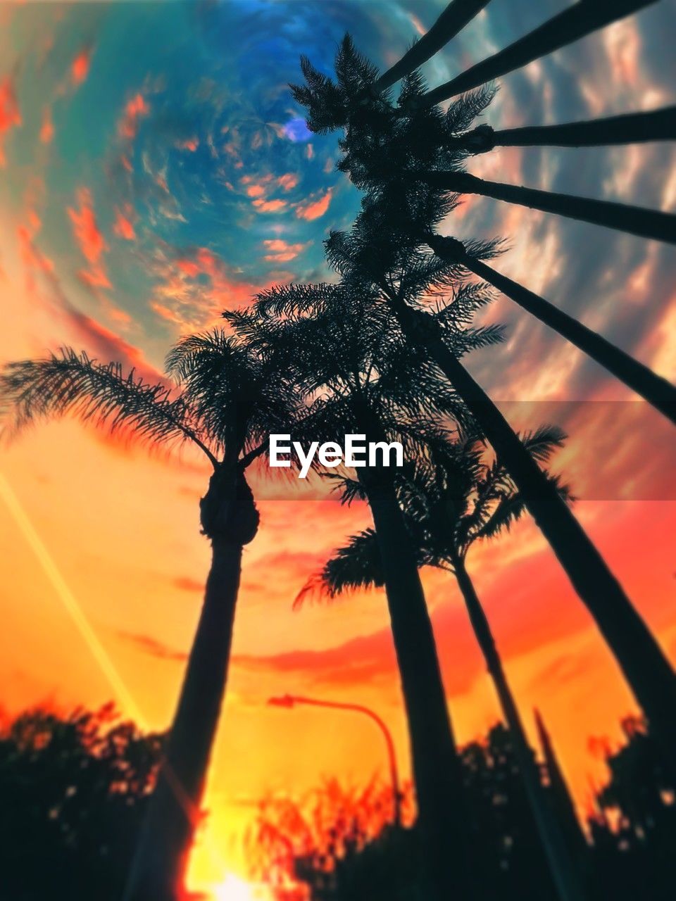 sky, sunset, tree, palm tree, nature, plant, silhouette, cloud, tropical climate, beauty in nature, orange color, no people, tranquility, sunlight, low angle view, outdoors, dramatic sky, scenics - nature, back lit, tranquil scene, land, sun, dusk, idyllic, flower, growth, environment